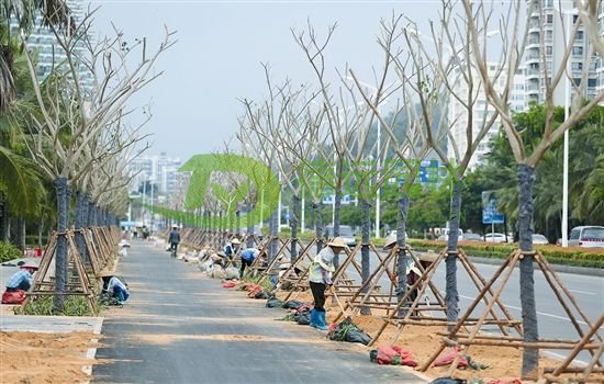 绿化种植吸收有害气体的植物